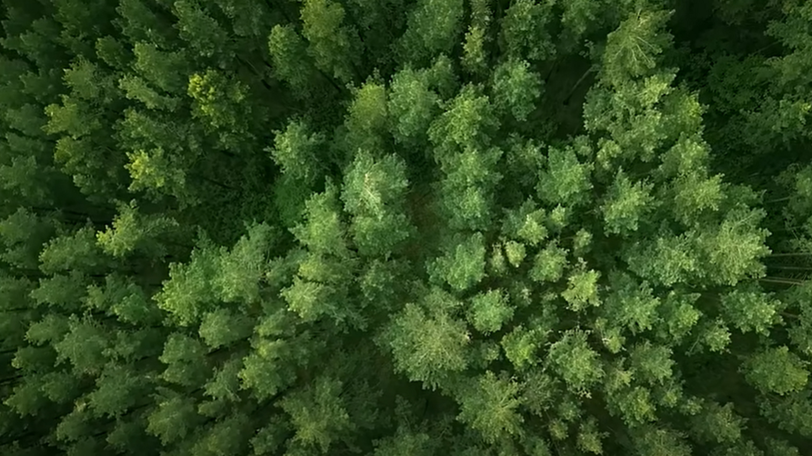 Ruizhi Machinery Corporate Vision Video: Empowering a Greener Future through lnnovative solutions