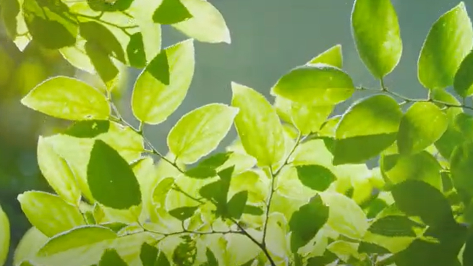 Ruizhi Machinery is reshaping the future of the industry with green intelligent manufacturing！