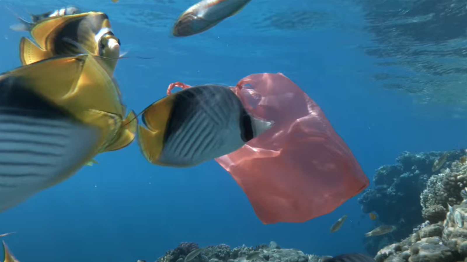From Plastic to Paper Bags: Building a Sustainable Future for Packaging